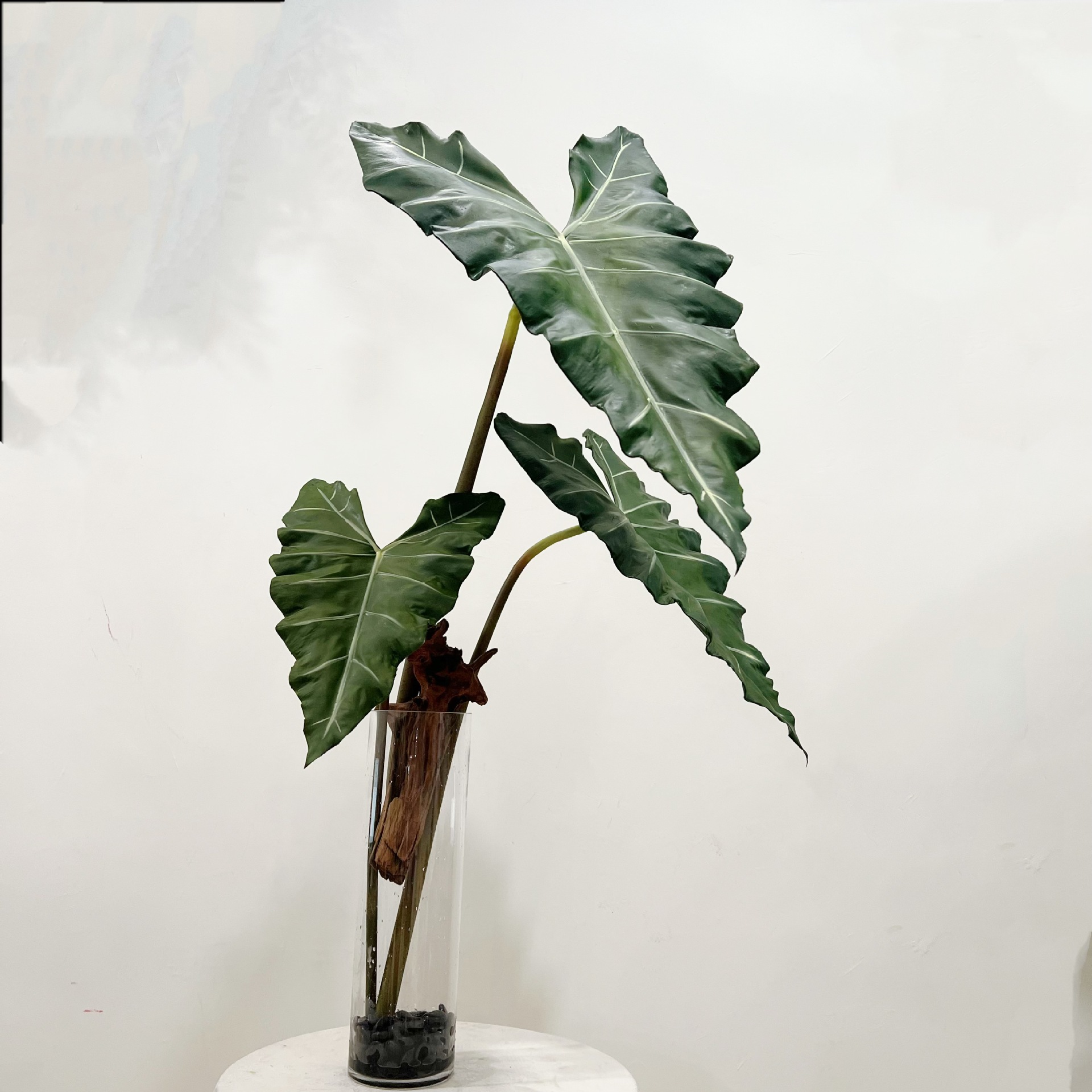 Имитация длинного искусственно – обзор и цена String Of Pearls Plant